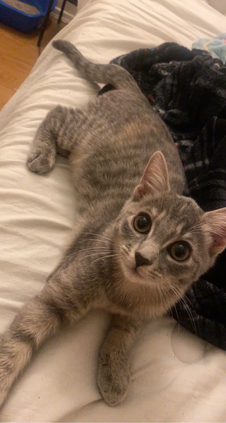 Lost cat in Phoenix, AZ, 85008