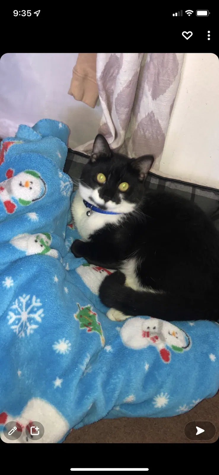 Lost cat in La Puente, CA, 91746