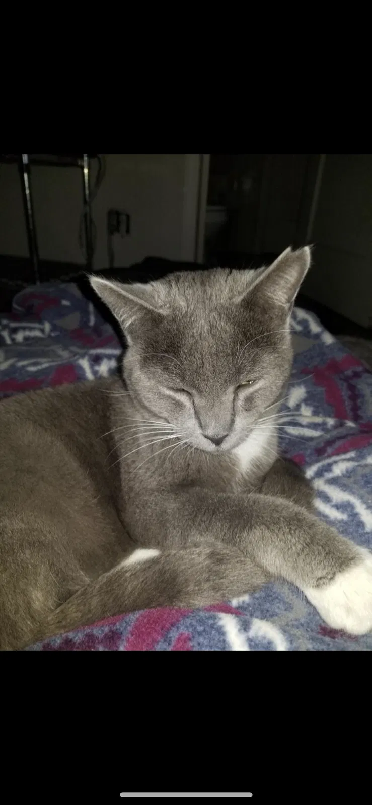 Lost cat in Eagle Mountain, UT, 84005