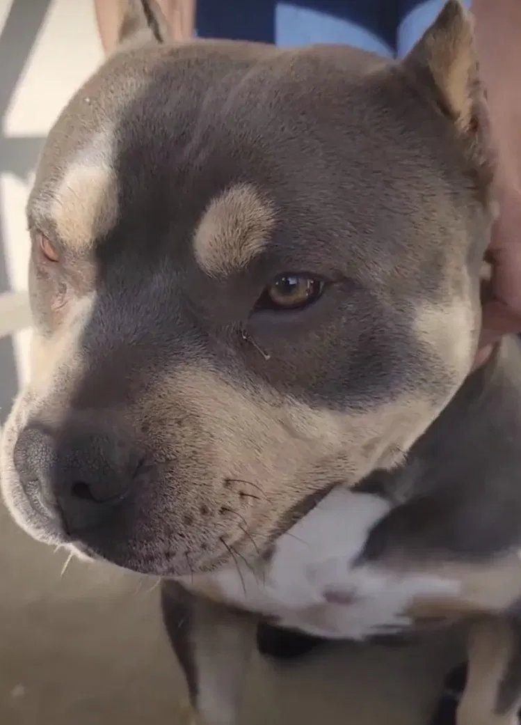 Lost dog in San Diego, CA, 92113