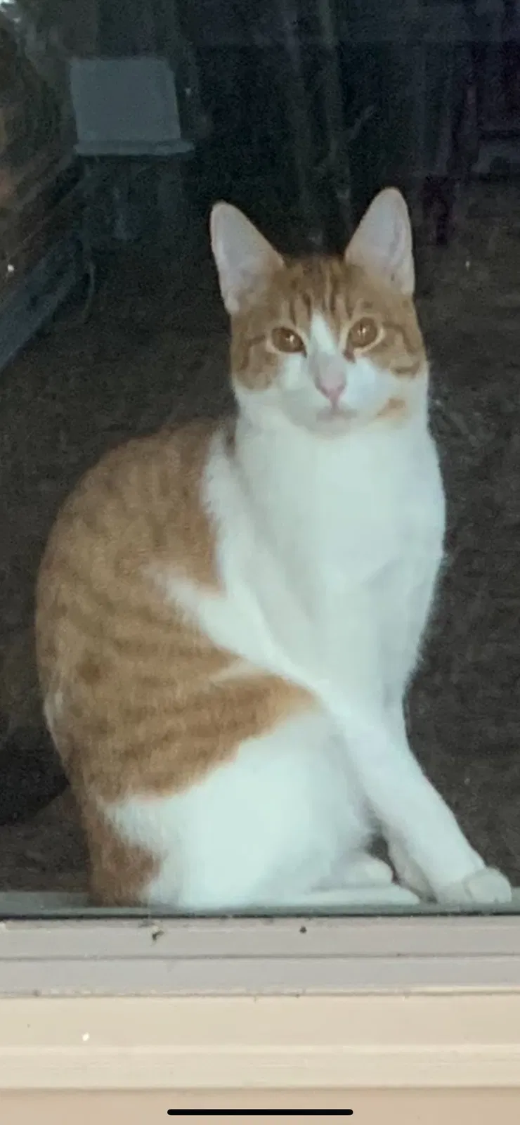 Lost cat in Youngsville, LA, 70592