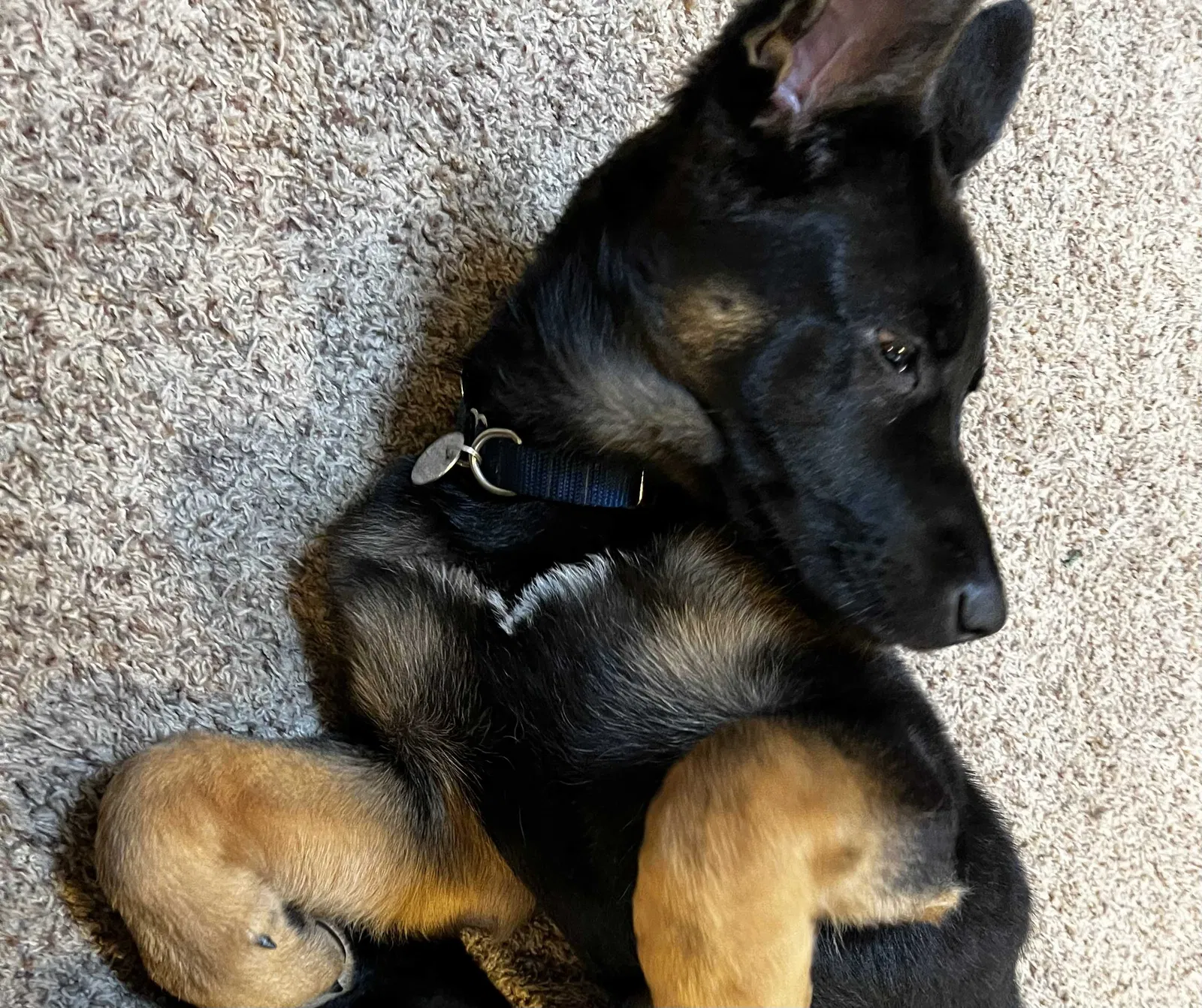 Lost dog in Maple Valley, WA, 98038