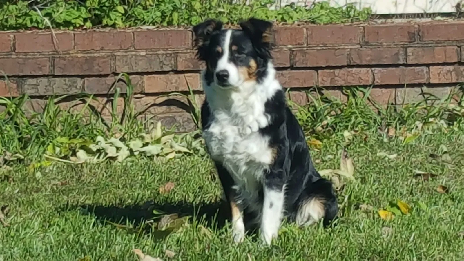 Lost dog in Danville, KY, 40422