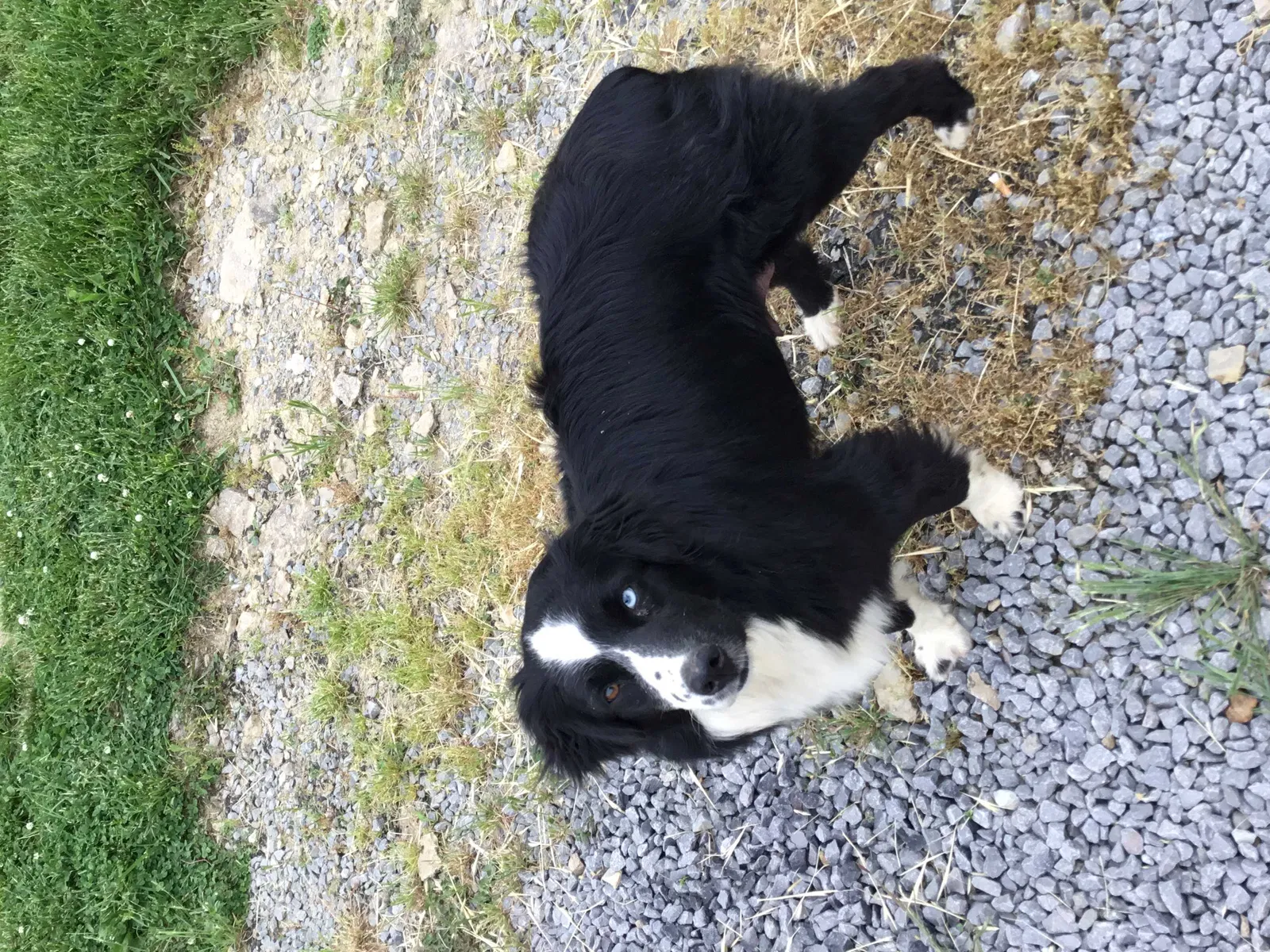 Lost dog in Danville, KY, 40422