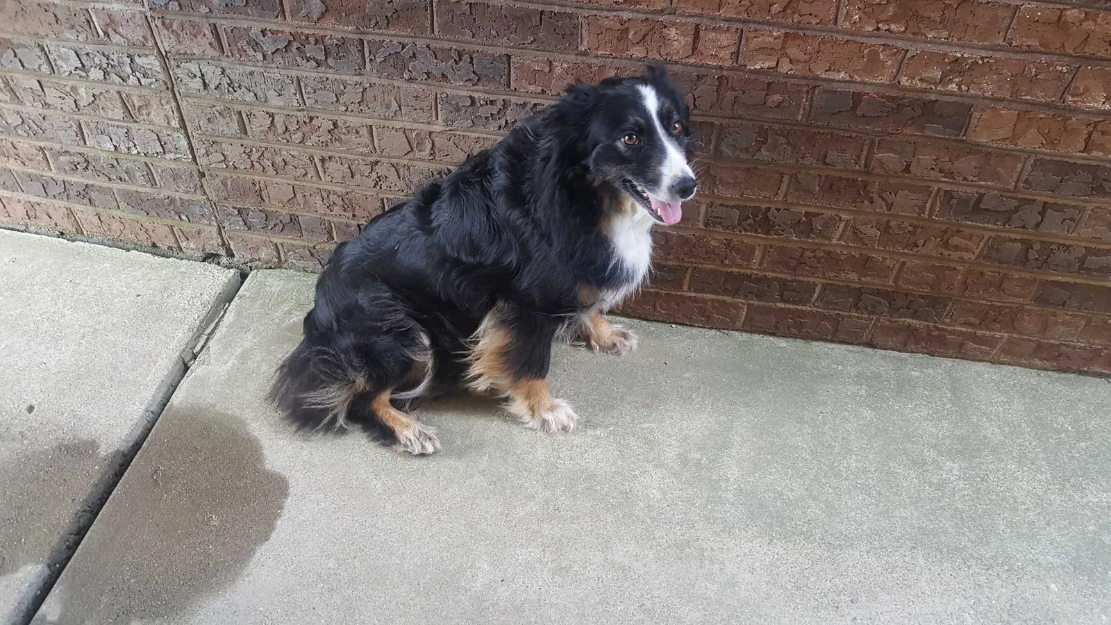Lost dog in Danville, KY, 40422