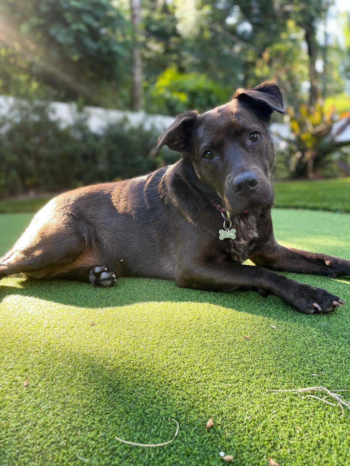 Lost dog in Sorrento, FL, 32776