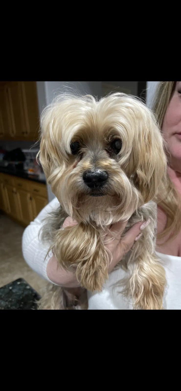 Lost dog in Lancaster, CA, 93535
