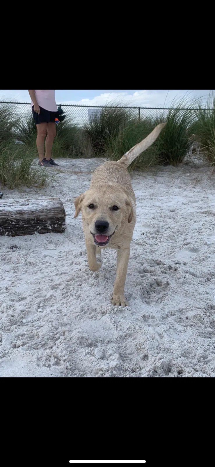Lost dog in Holiday, FL, 34691