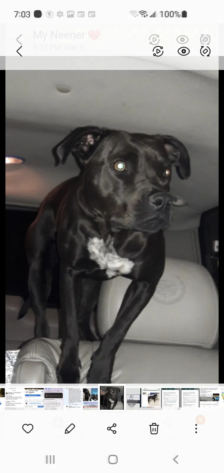 Lost dog in Bakersfield, CA, 93308