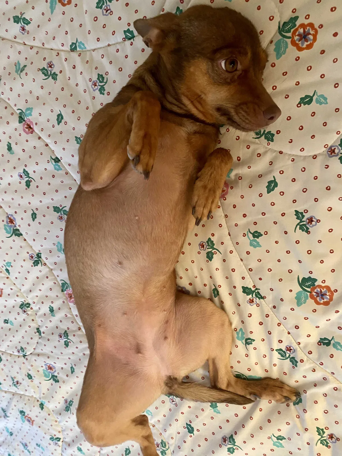 Lost dog in Golden, CO, 80401