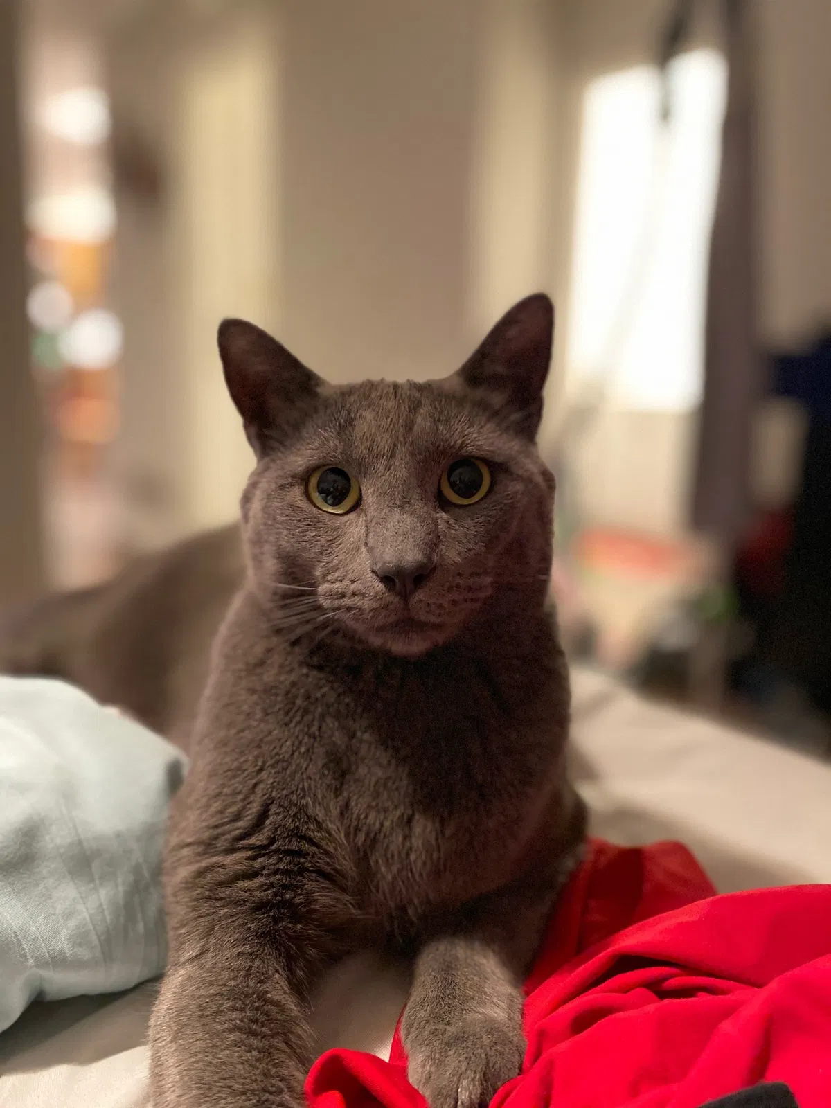 Lost cat in Louisville, KY, 40241