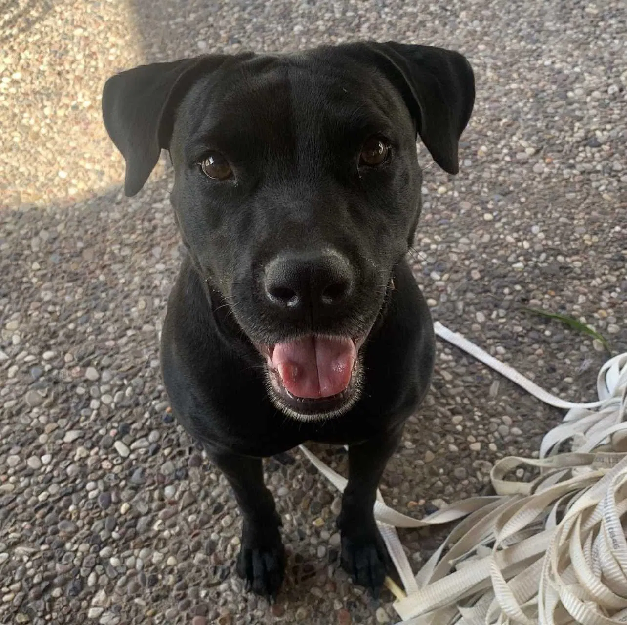 Lost dog in Houston, TX, 77099