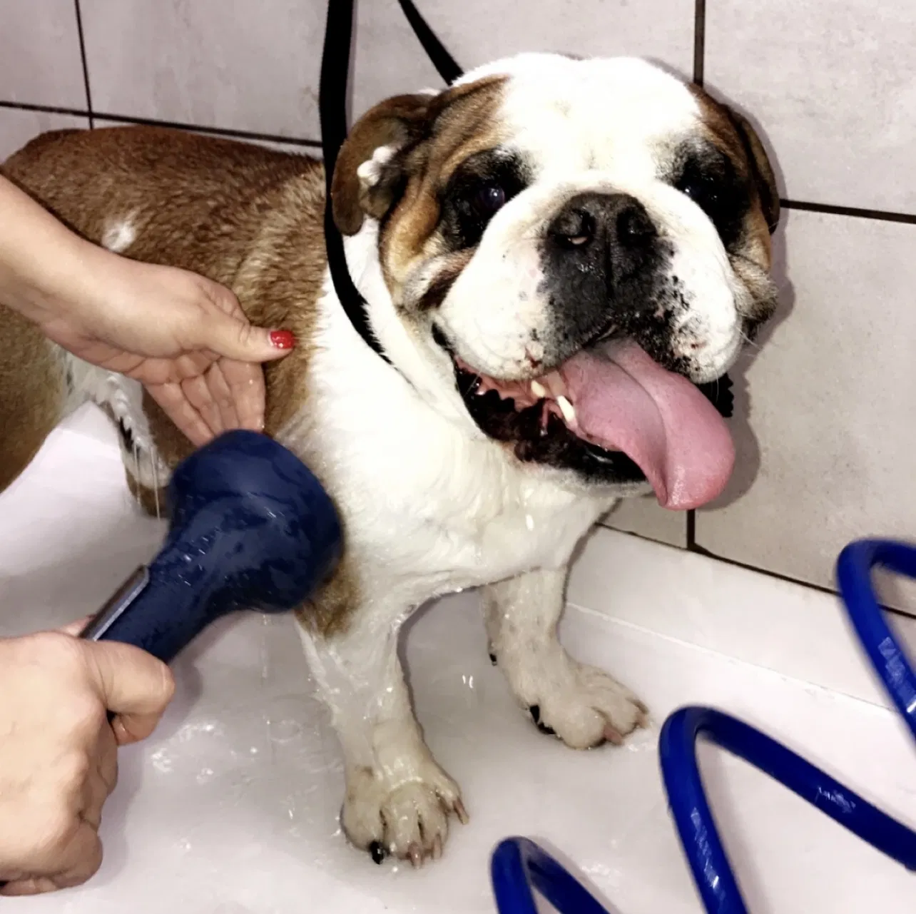Lost dog in Fort Worth, TX, 76179