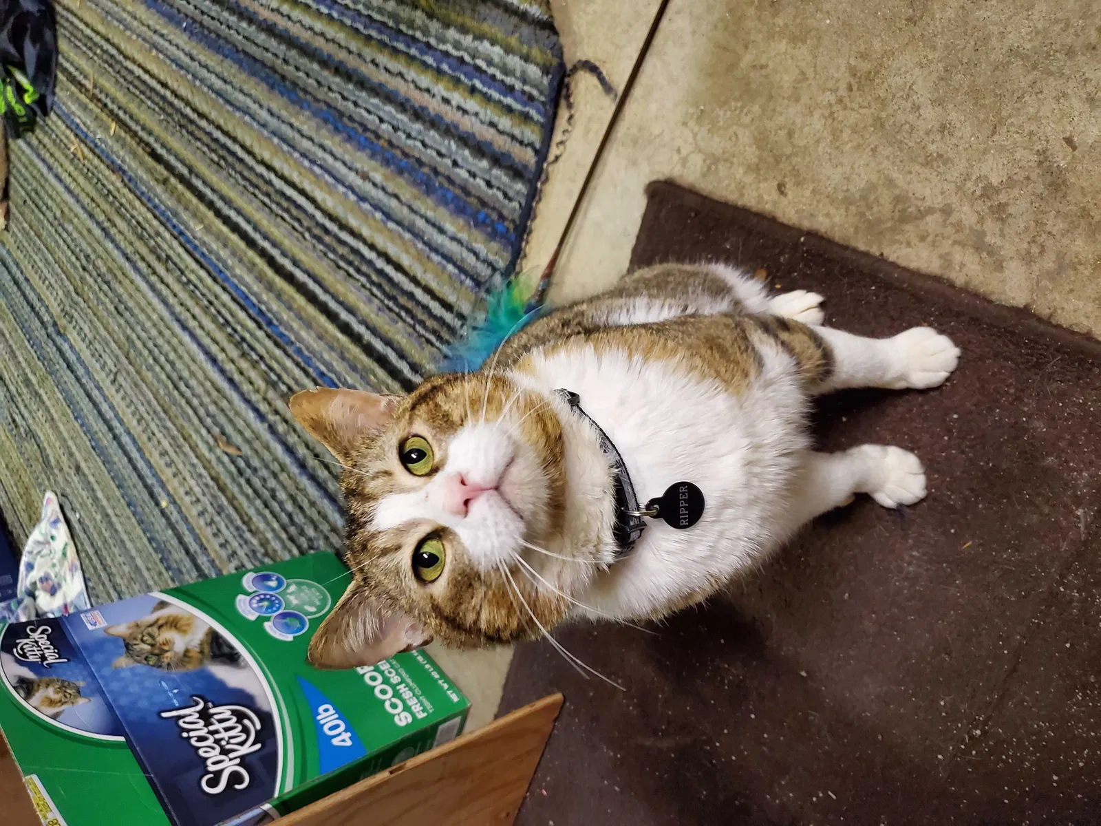 Lost cat in Las Vegas, NV, 89104