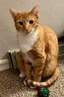 Lost cat in South Bend, IN, 46614