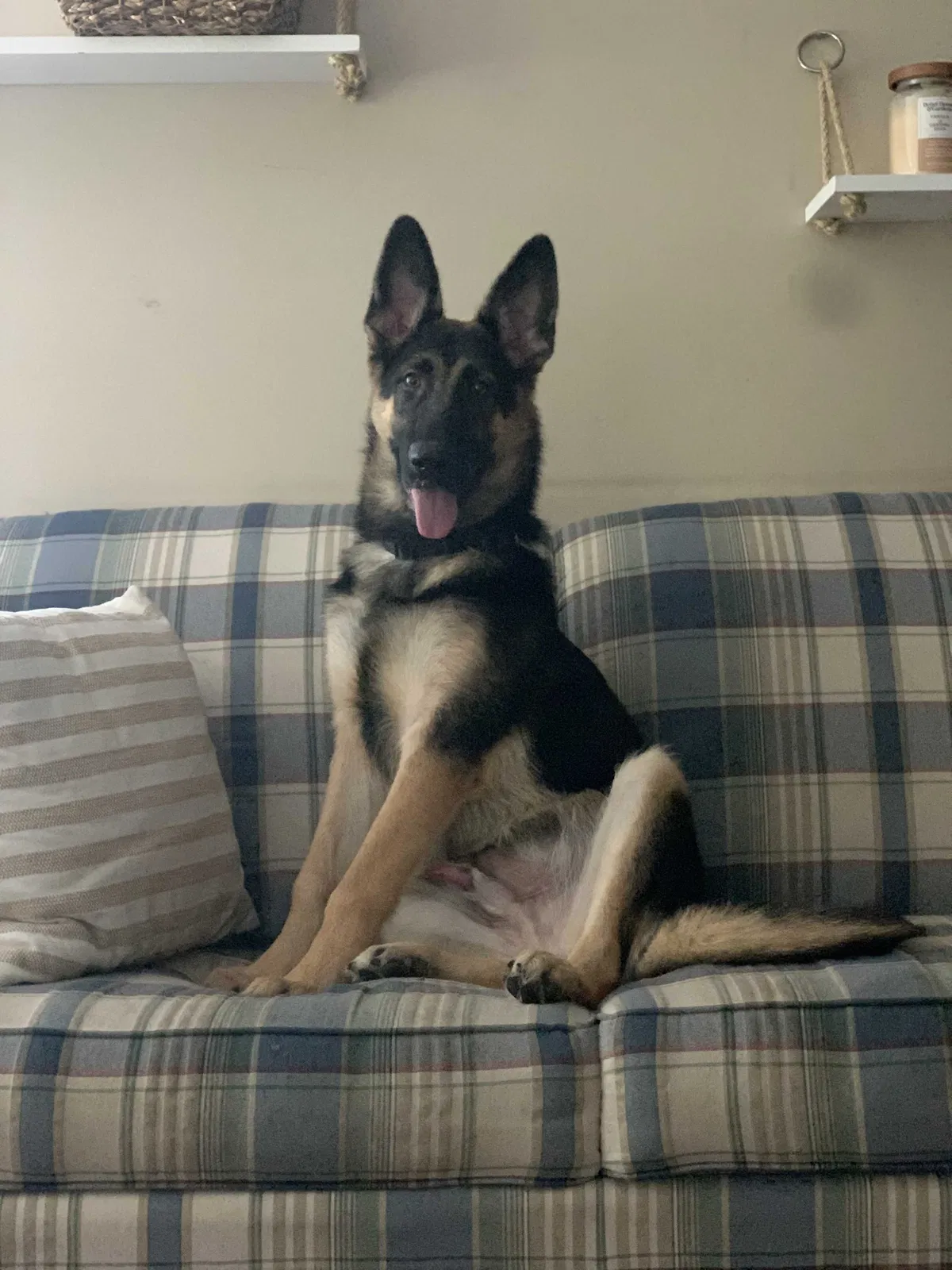 Lost dog in Waynesburg, KY, 40489