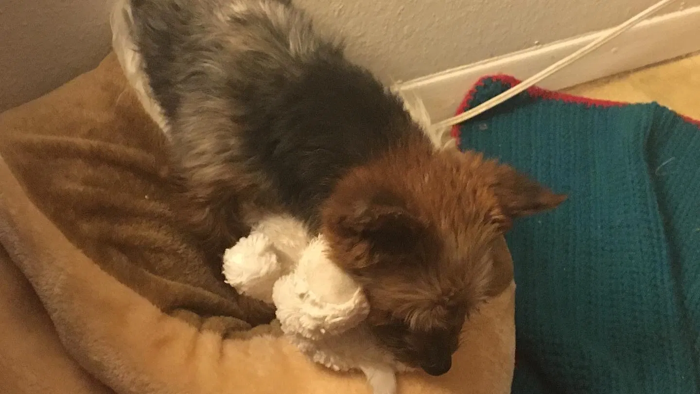 Lost dog in El Paso, TX, 79928