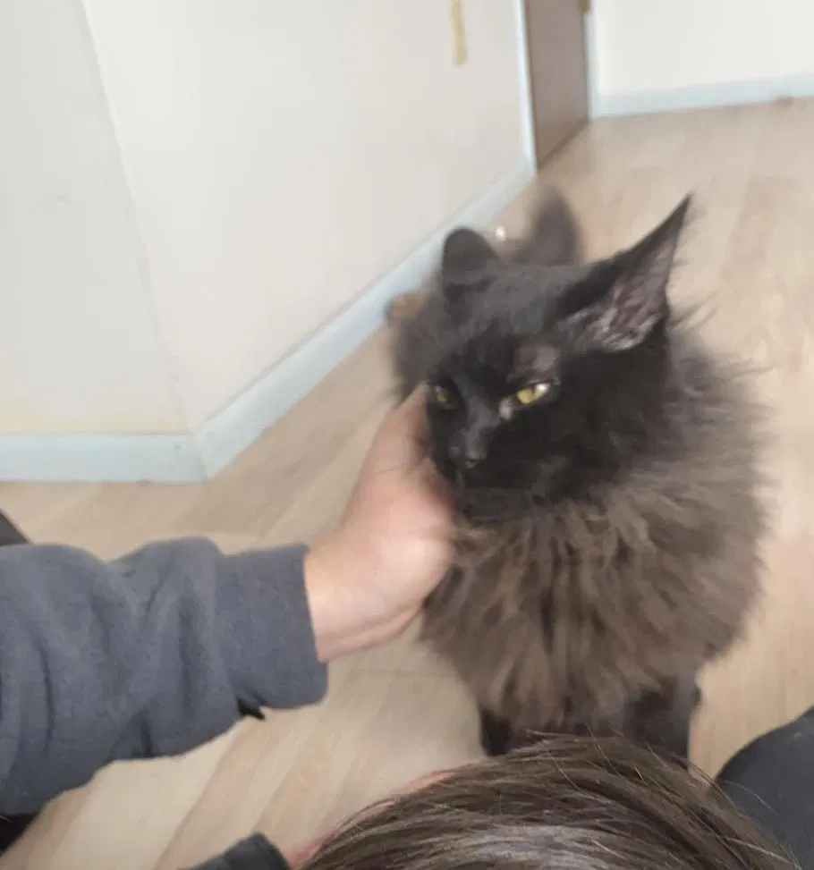 Lost cat in Saint Charles, MO, 63301