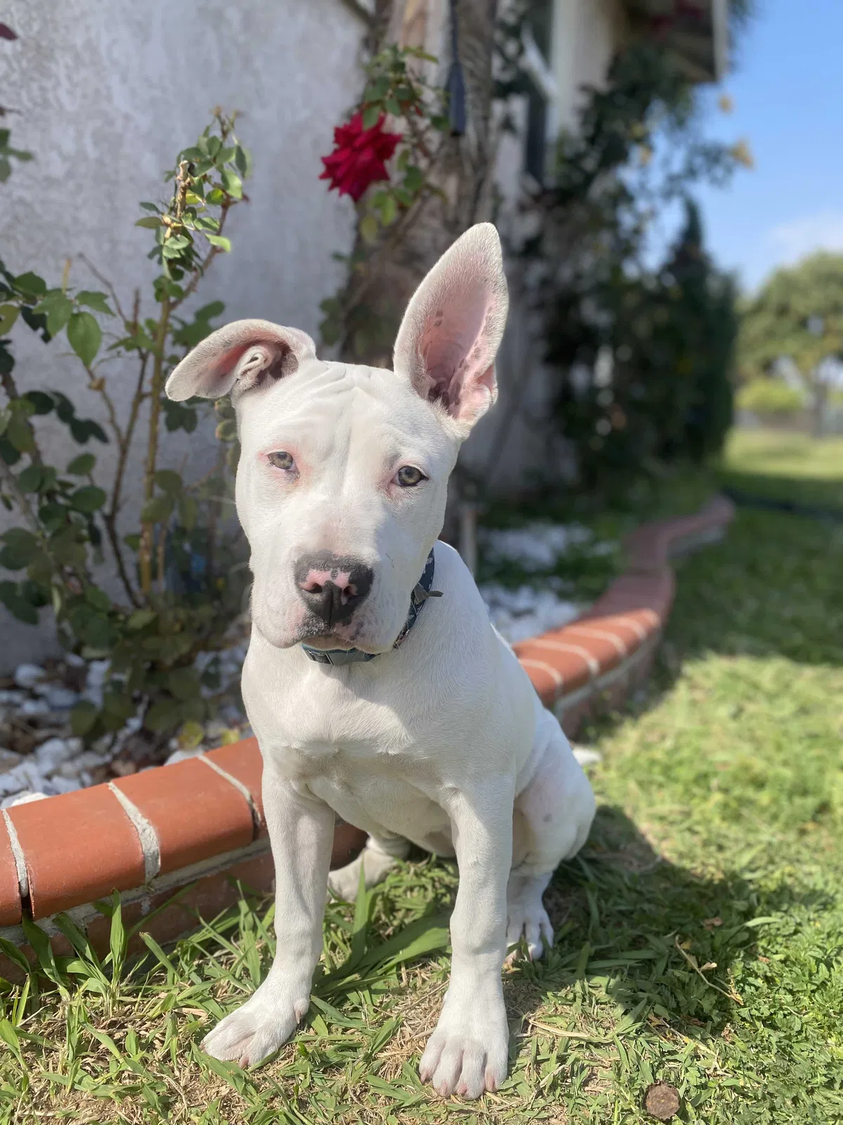 Lost dog in Whittier, CA, 90606