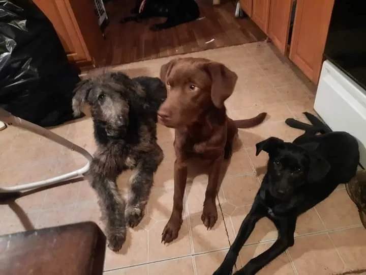 Lost dog in Owenton, KY, 40359
