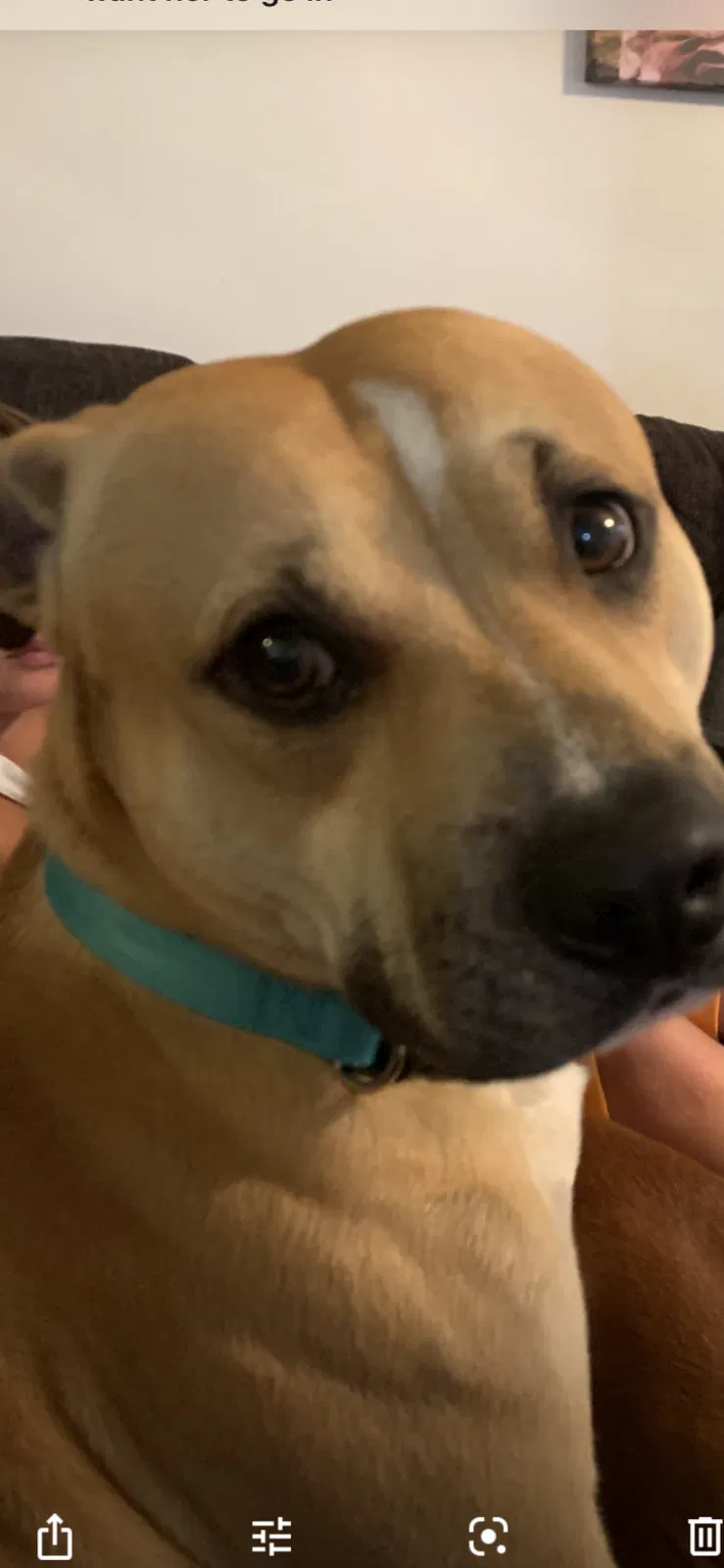 Lost dog in Columbus, OH, 43207
