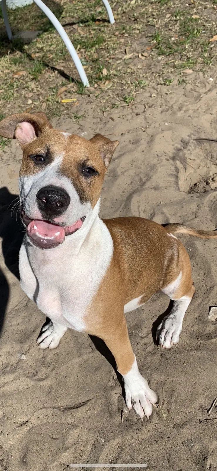 Lost dog in Webster, FL, 33597