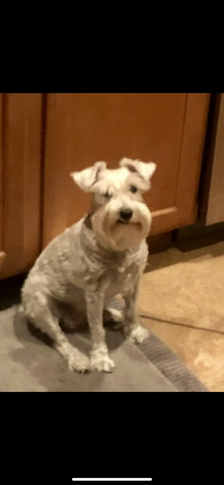 Lost dog in Avondale, AZ, 85323