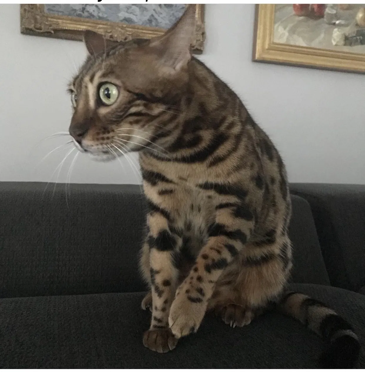 Lost cat in Los Angeles, CA, 90048