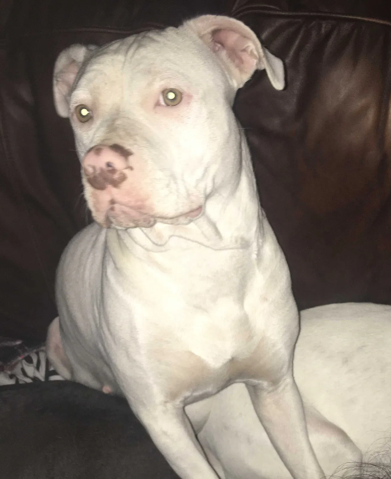 Lost dog in San Antonio, TX, 78221