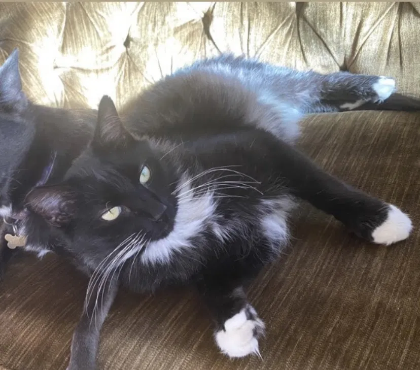 Lost cat in Brooklyn, NY, 11225