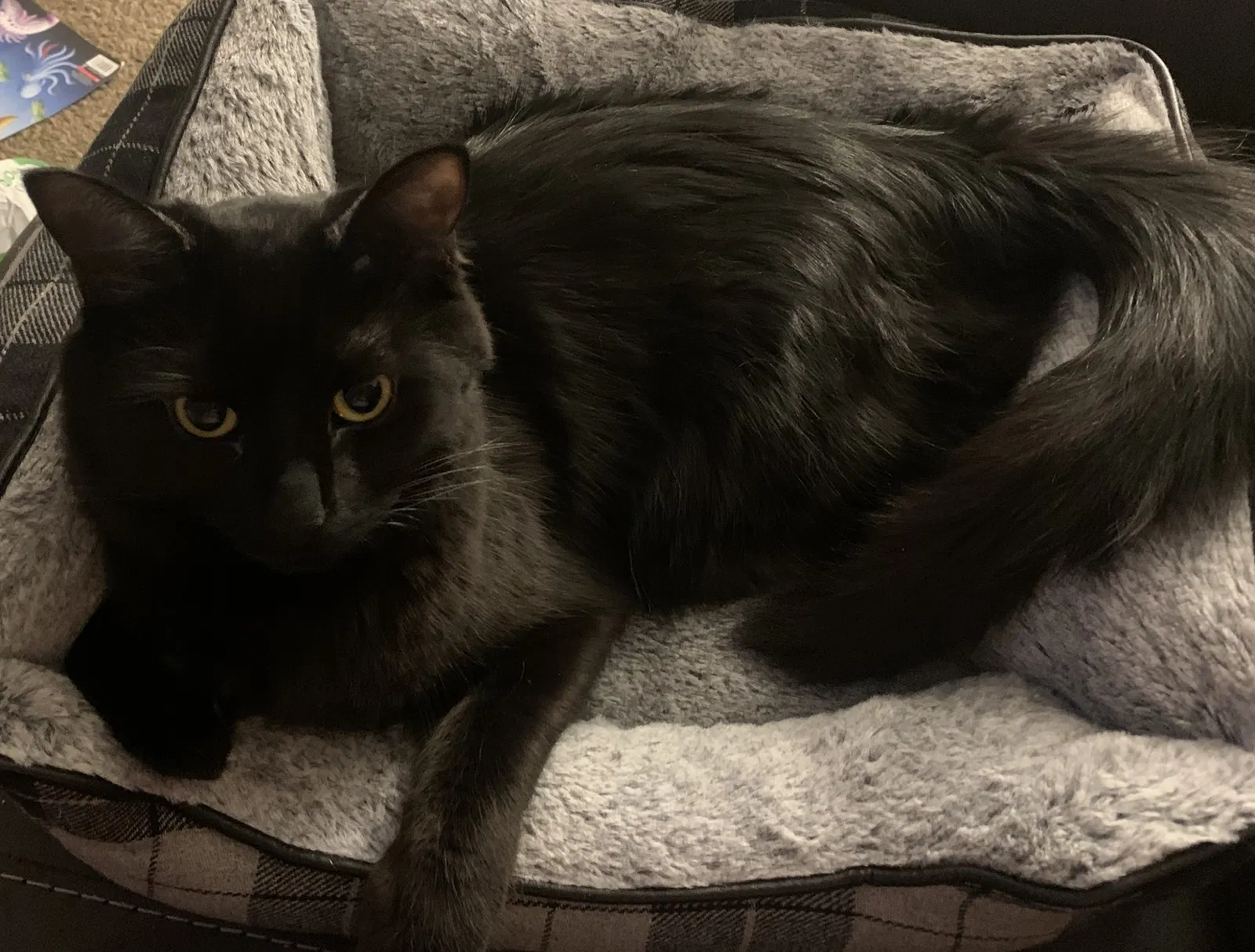 Lost cat in Grain Valley, MO, 64029