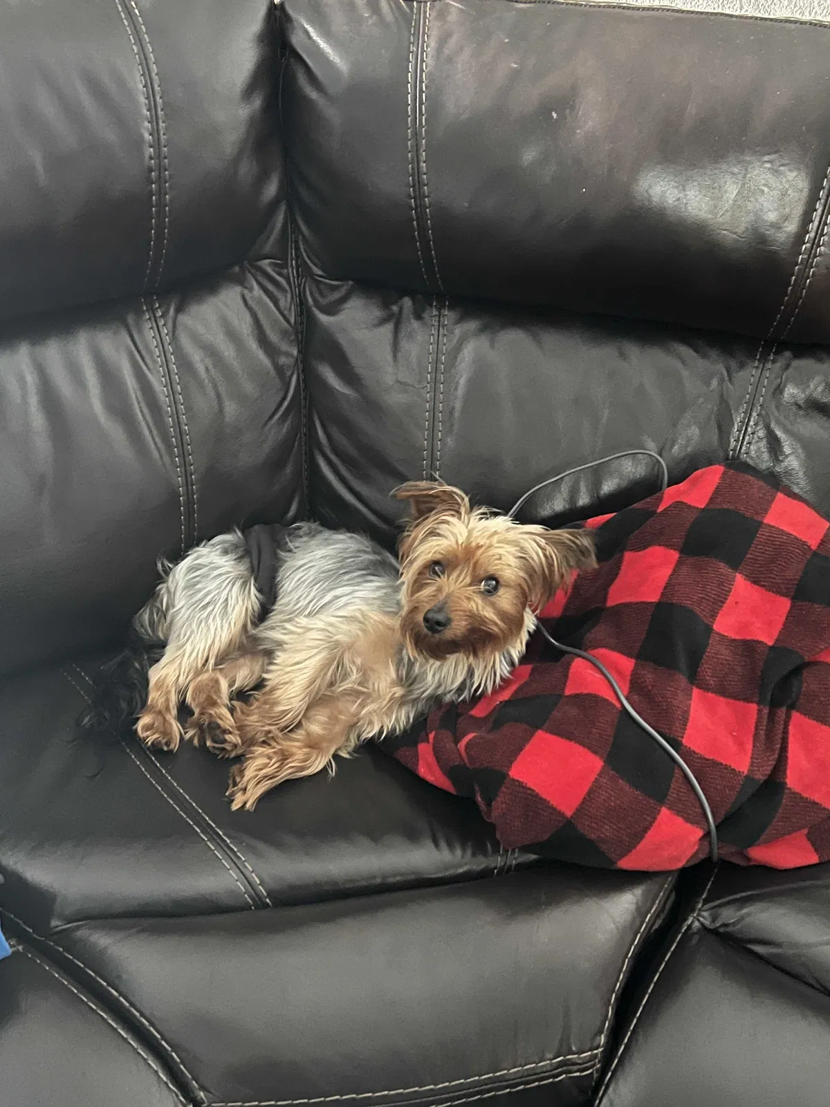 Lost dog in Tallahassee, FL, 32305