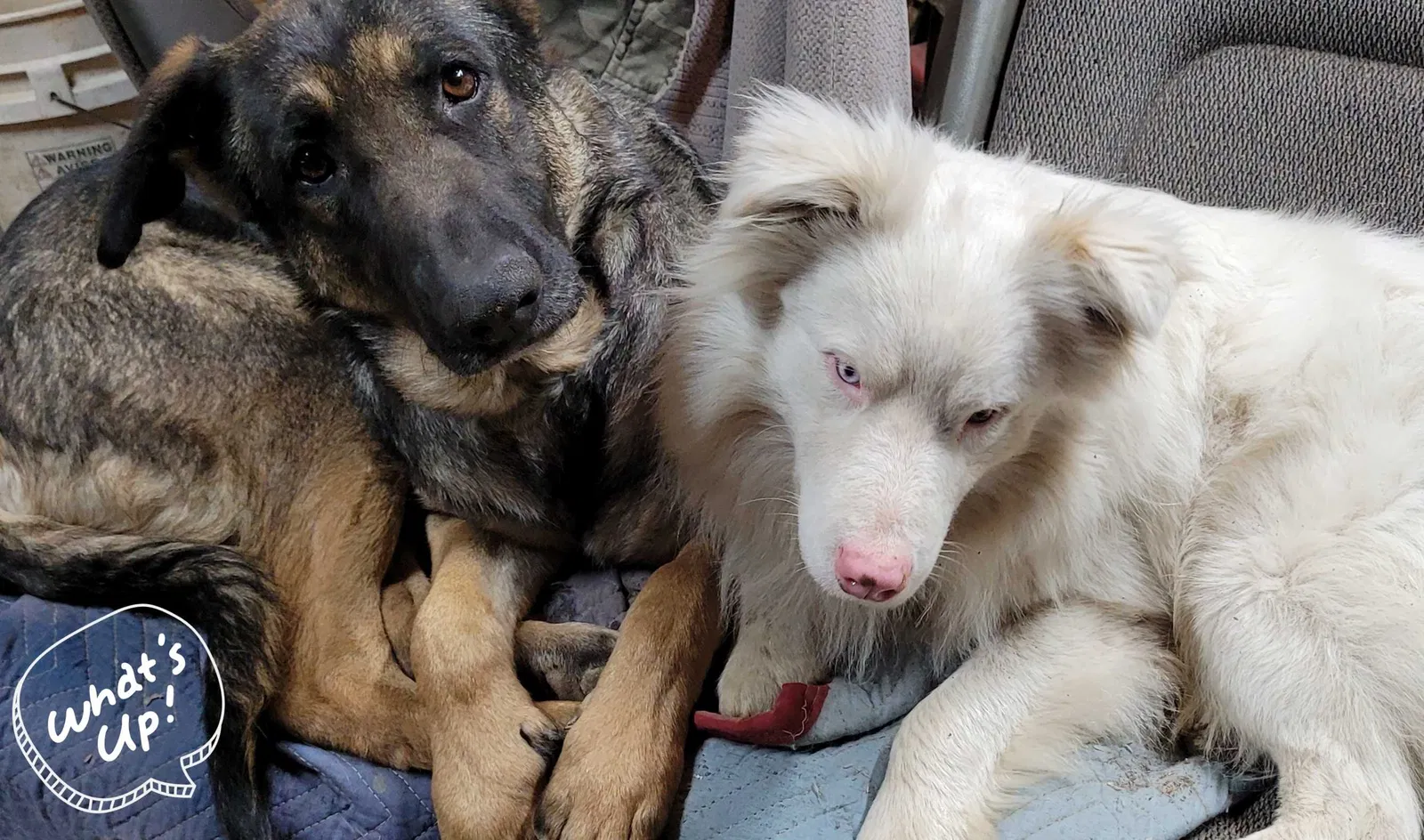 Lost dog in Patoka, IN, 47666
