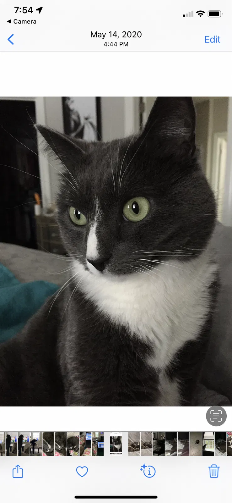Lost cat in Alexandria, VA, 22308