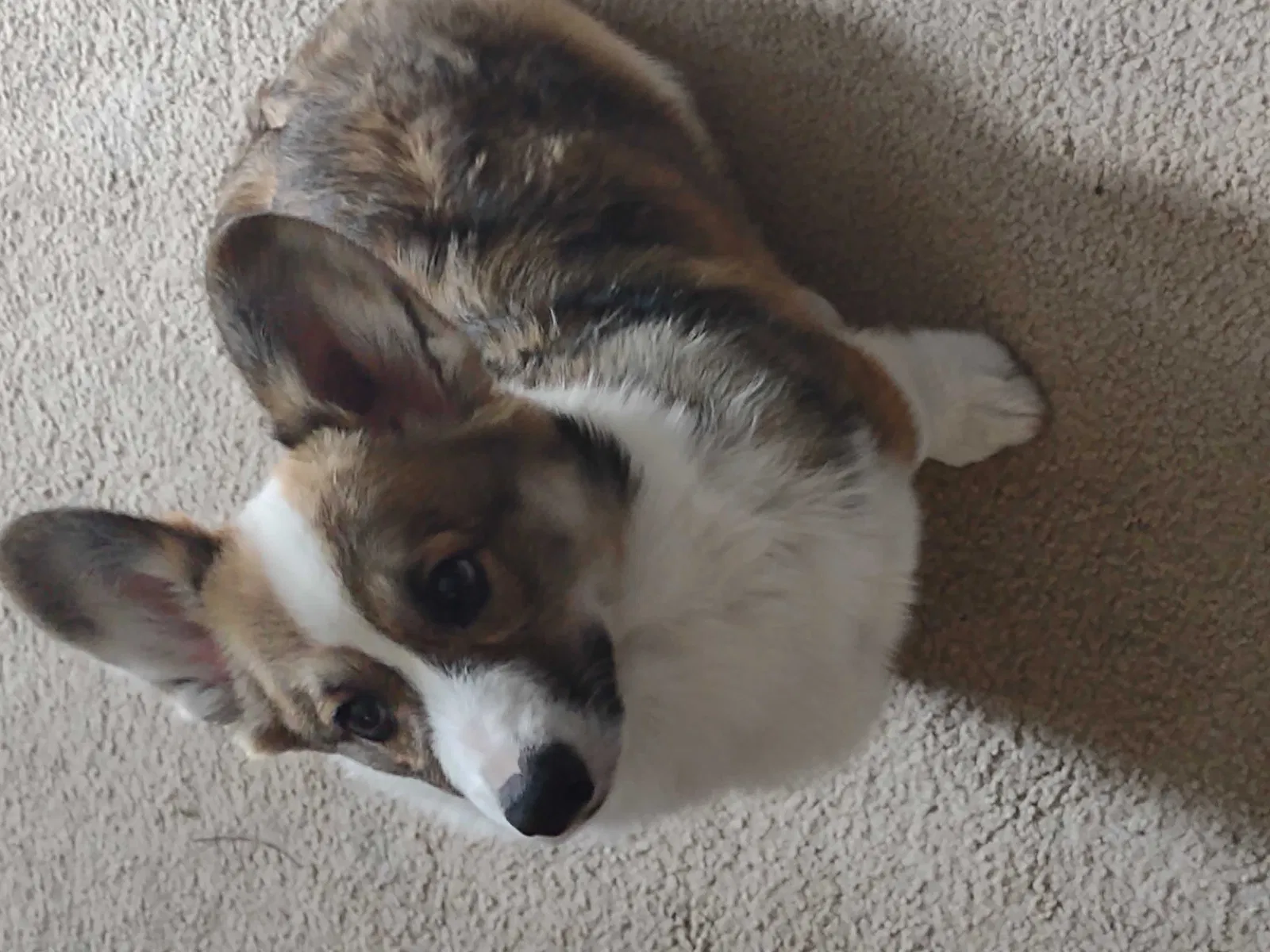 Lost dog in Santa Rosa, CA, 95404