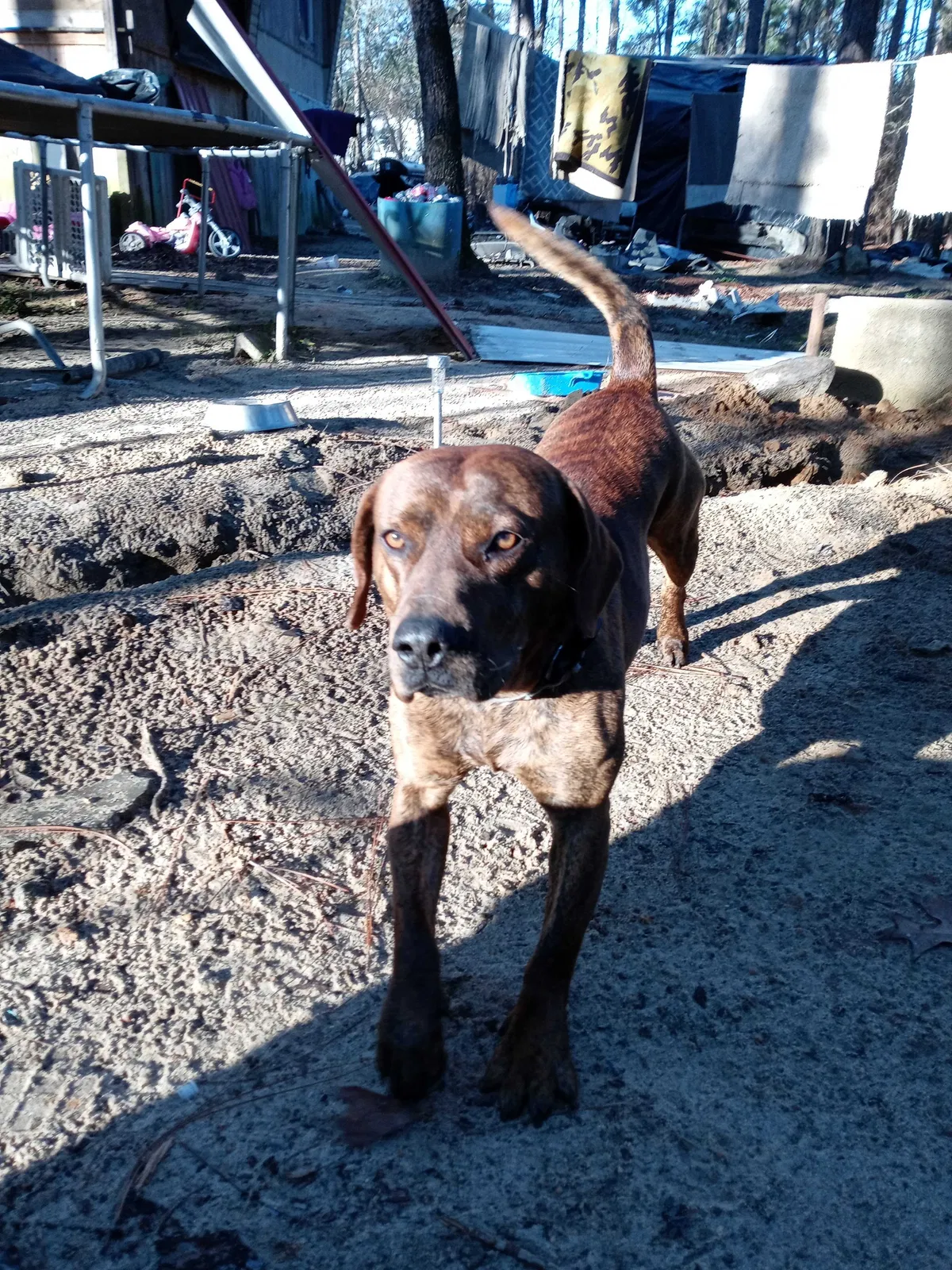 Lost dog in Gaston, SC, 29053