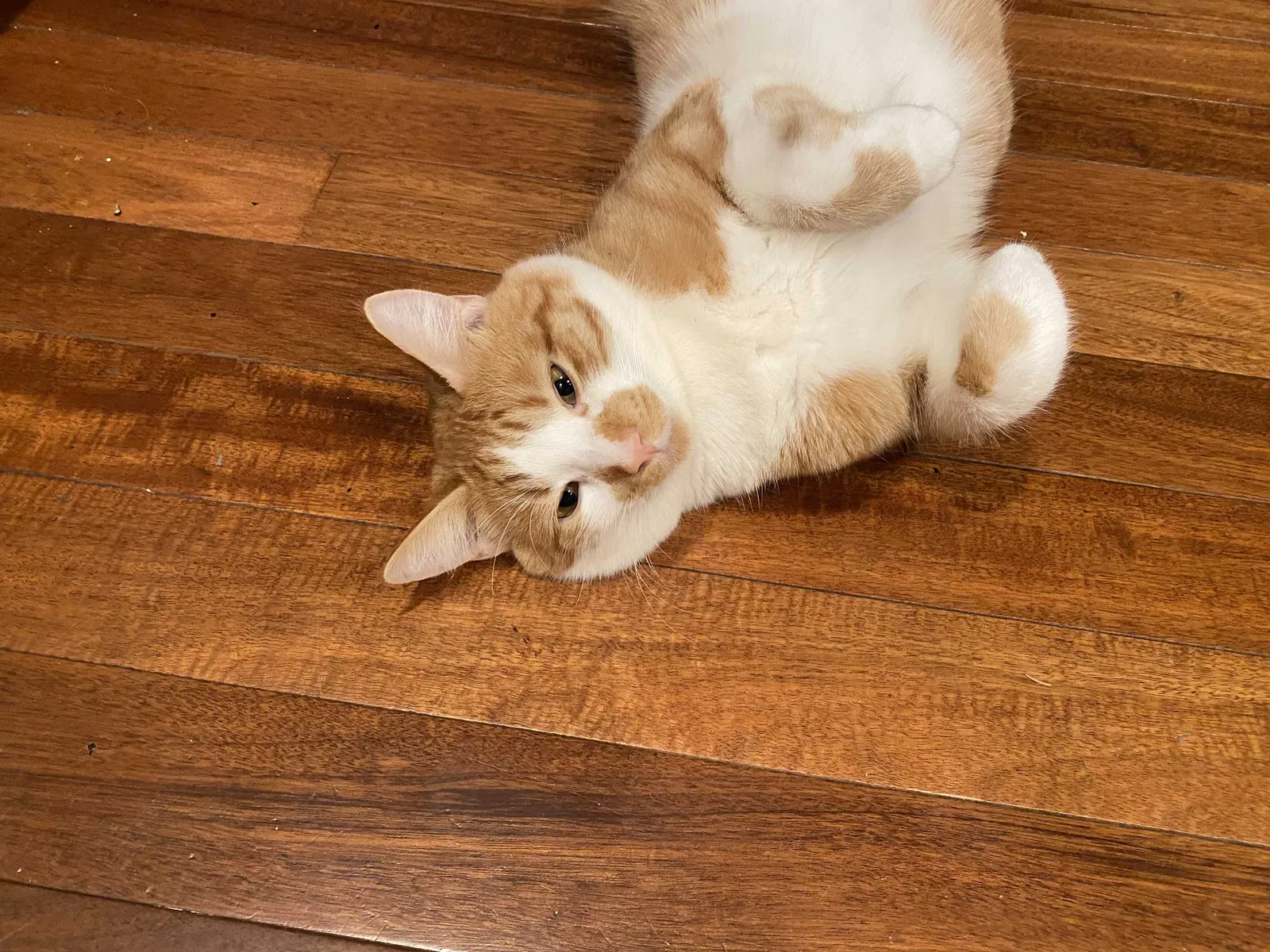 Lost cat in Lake Oswego, OR, 97035