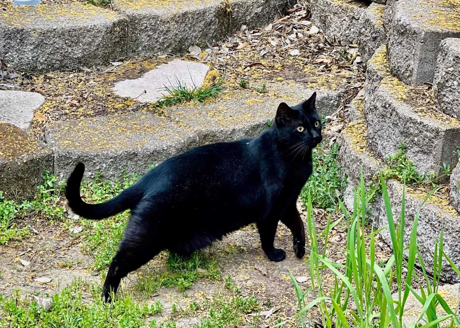Lost cat in Benicia, CA, 94510