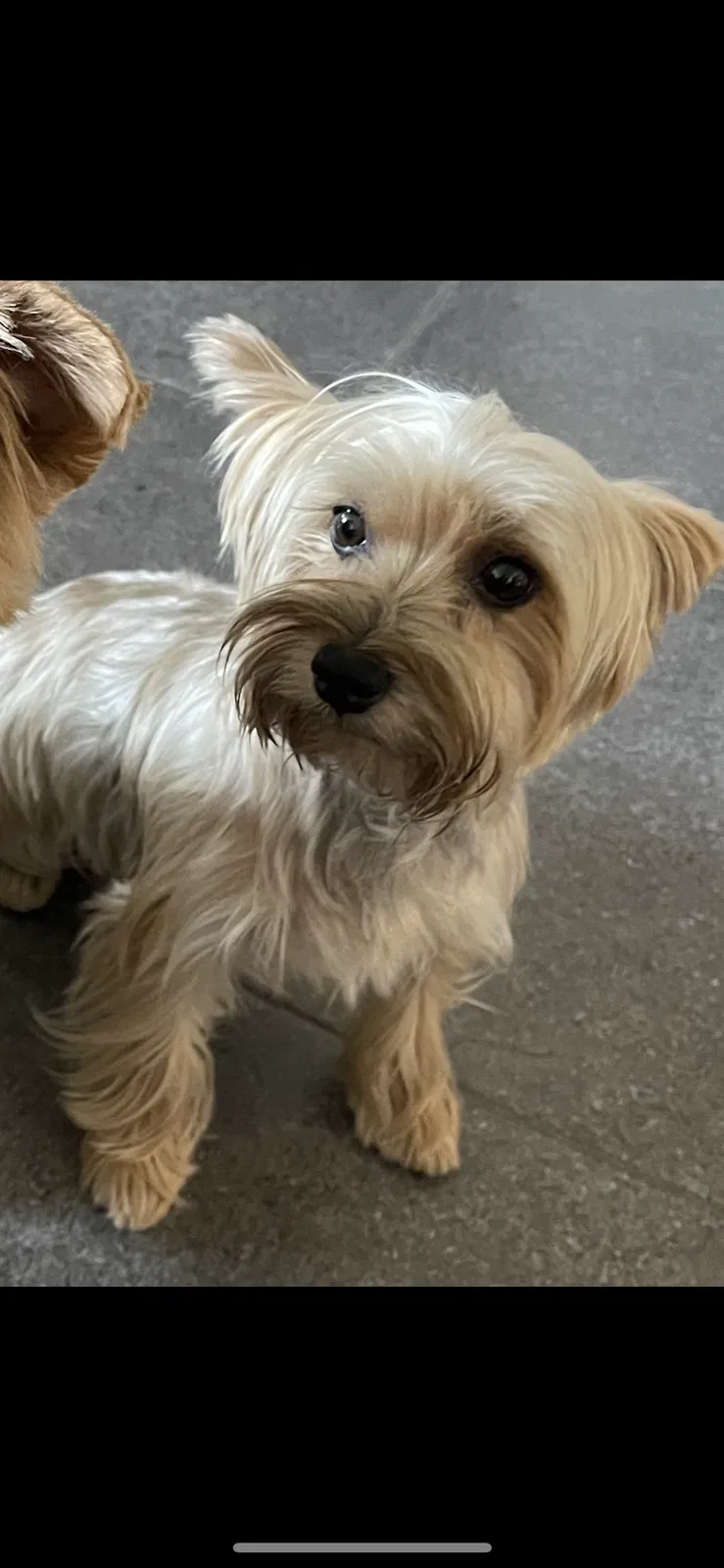 Lost dog in Los Angeles, CA, 90063