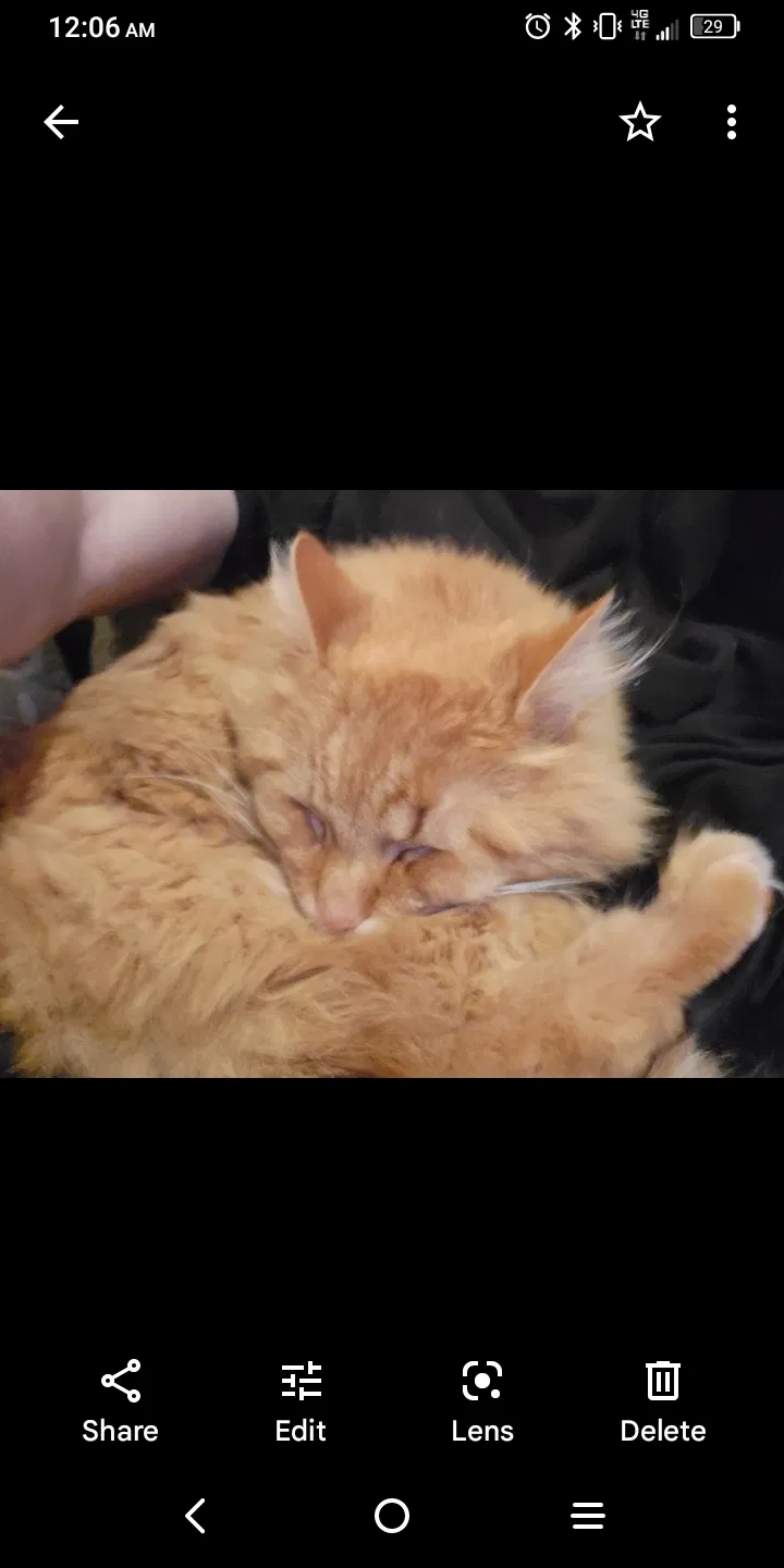 Lost cat in Lexington, KY, 40508