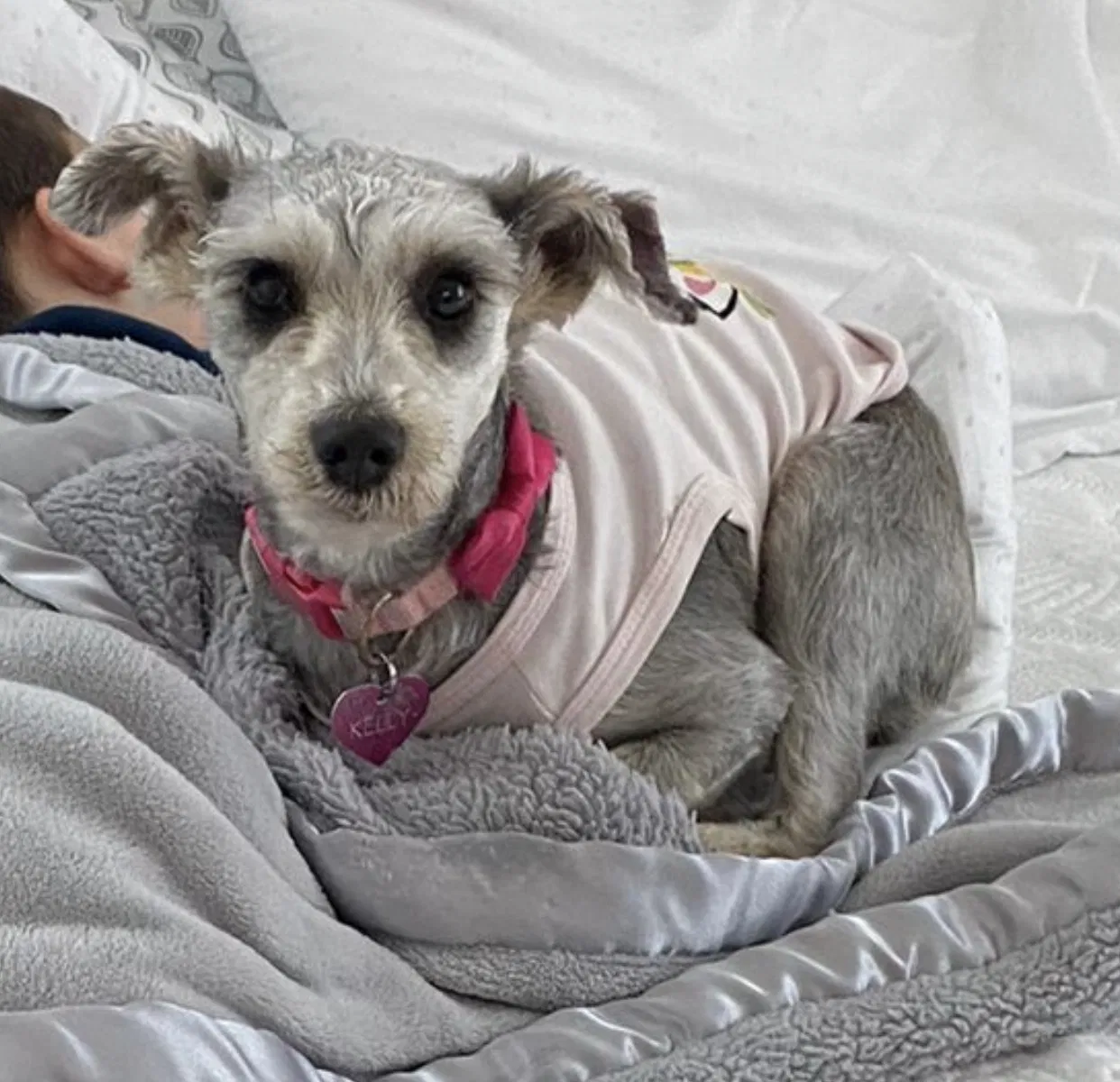 Lost dog in Hollywood, FL, 33023