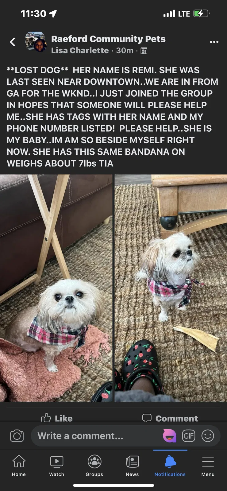 Lost dog in Raeford, NC, 28376