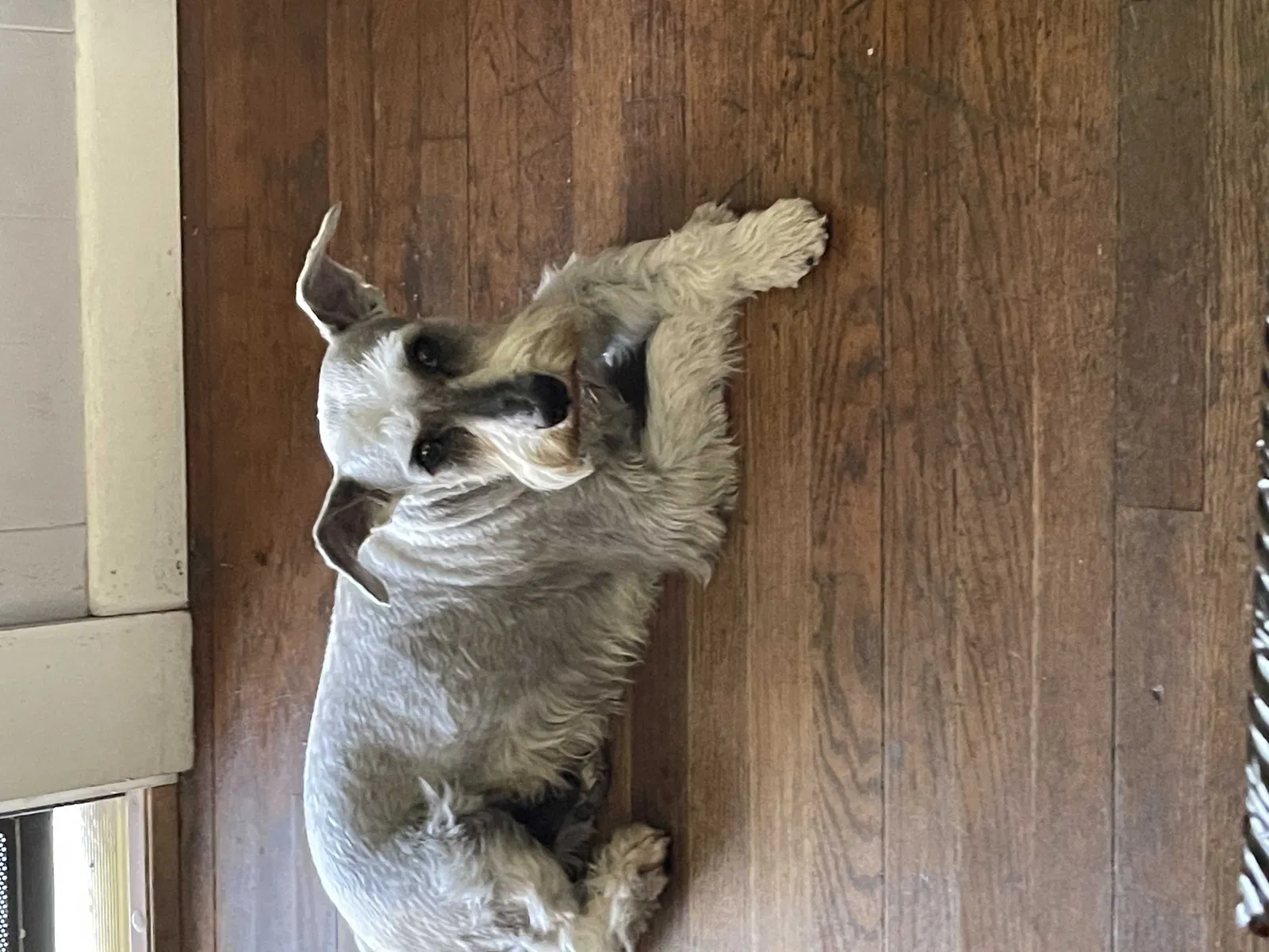 Lost dog in San Antonio, TX, 78214