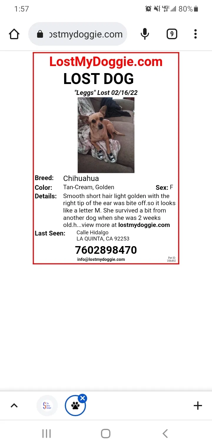 Lost dog in La Quinta, CA, 92253