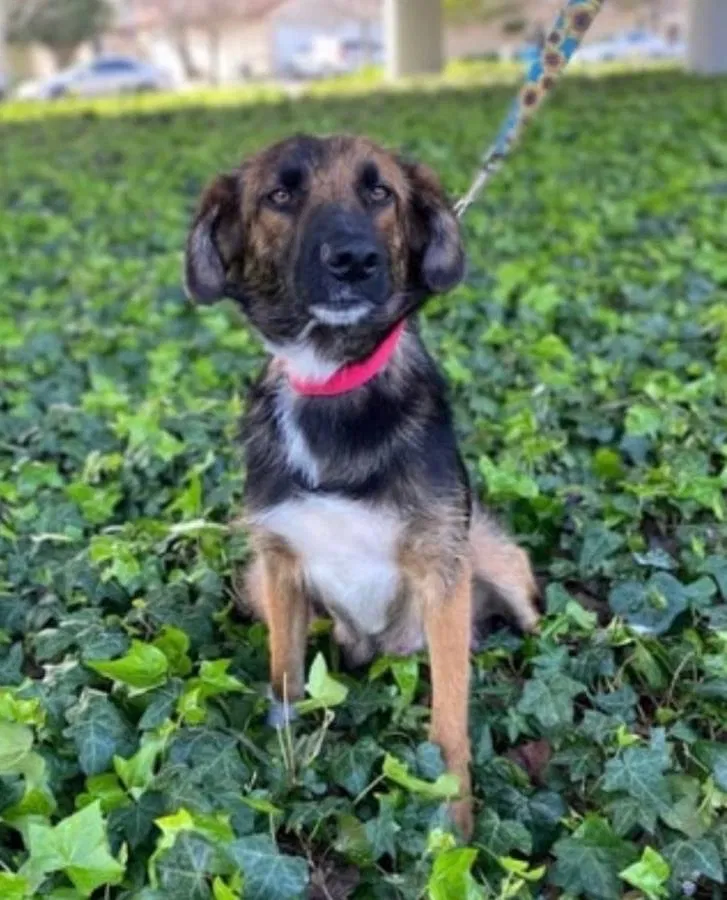 Lost dog in Soquel, CA, 95073