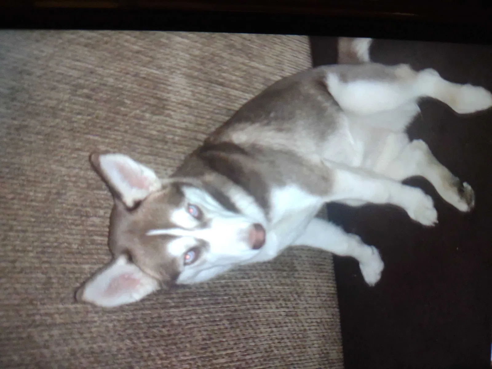 Lost dog in Palmdale, CA, 93550
