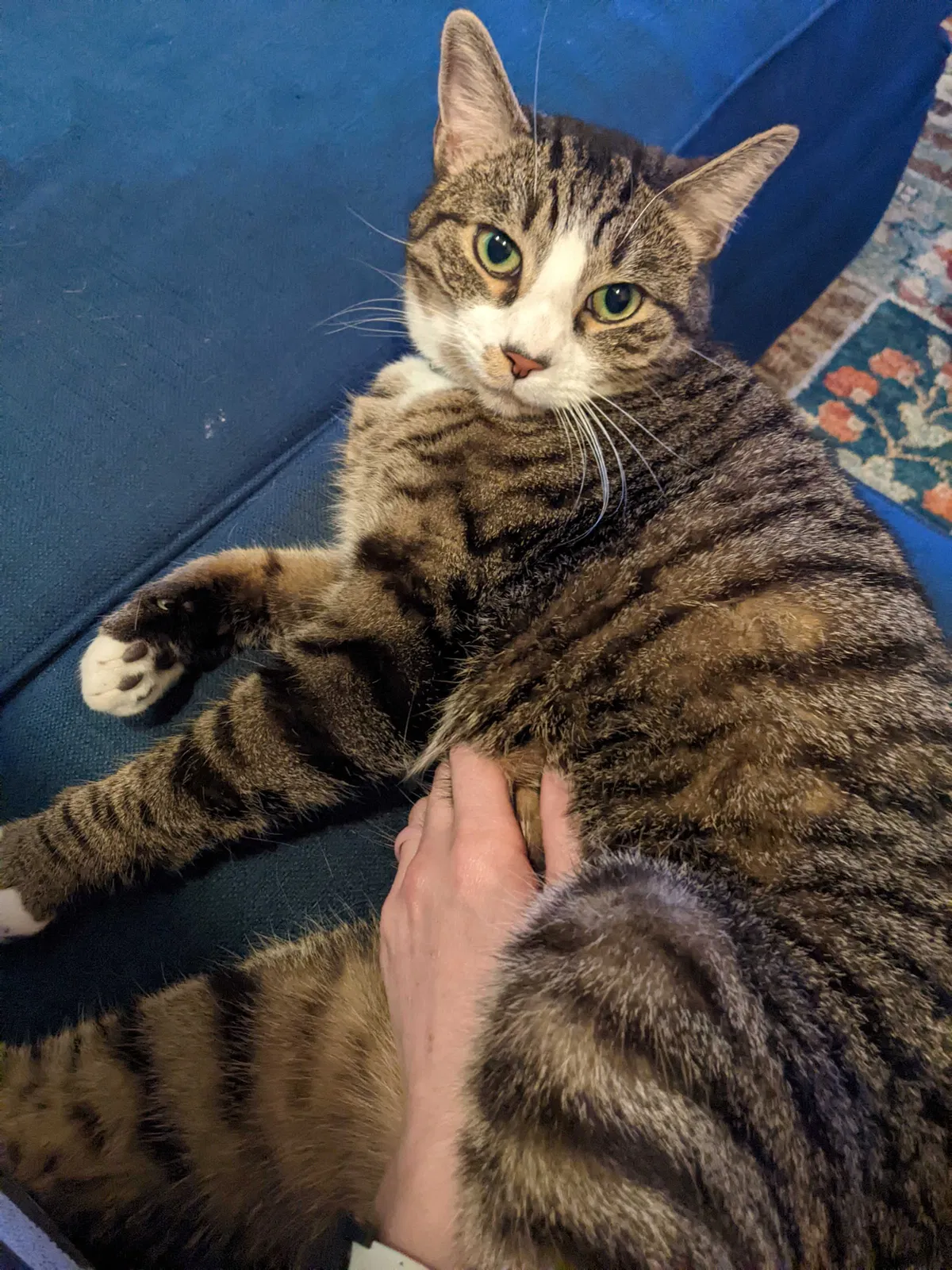 Lost cat in Hillsboro, OR, 97124