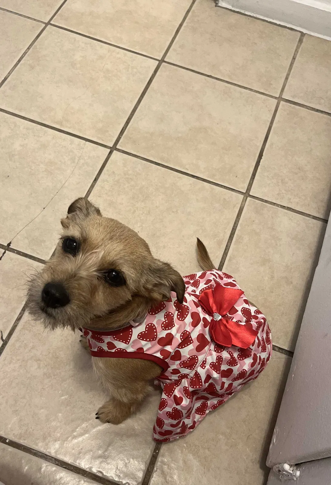 Lost dog in Los Angeles, CA, 90038