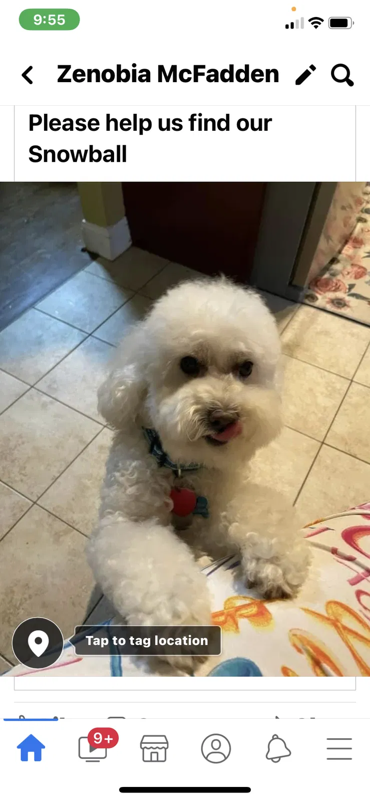 Lost dog in Lansdowne, PA, 19050