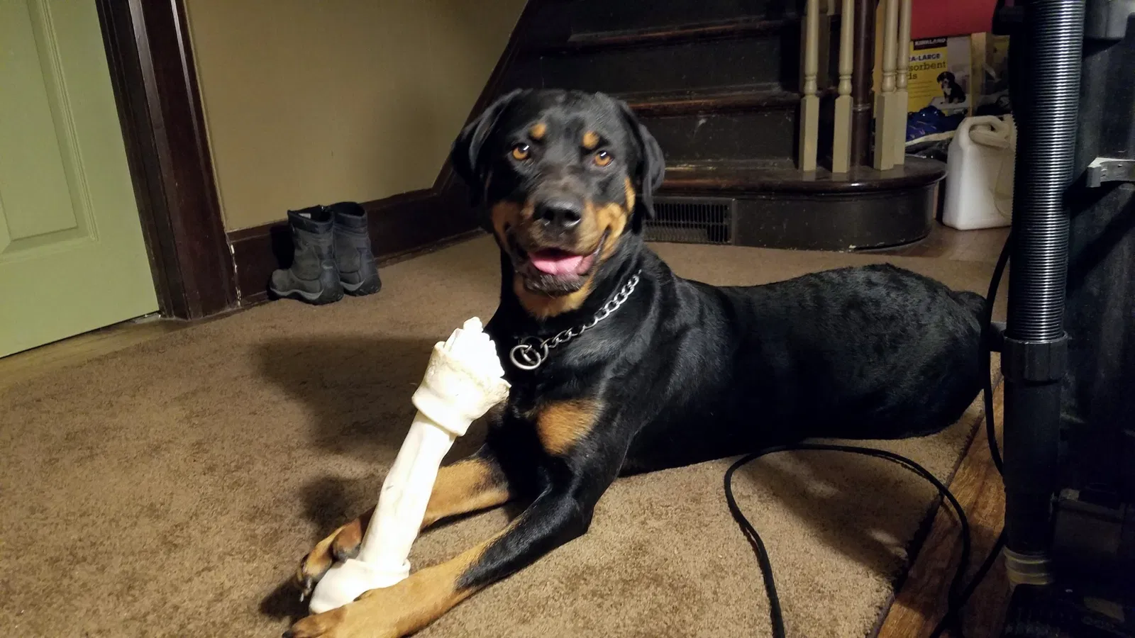 Lost dog in Detroit, MI, 48228